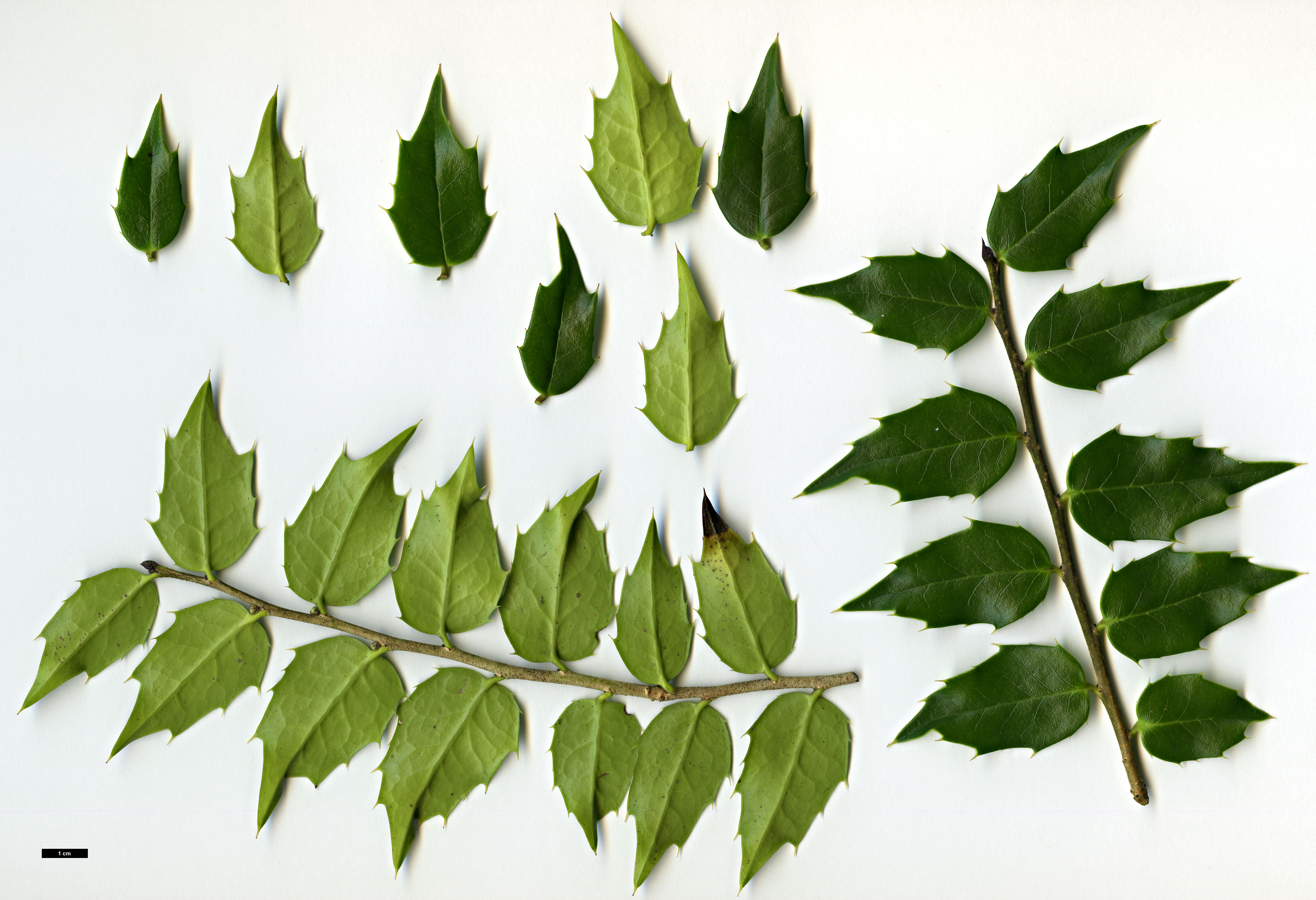 High resolution image: Family: Aquifoliaceae - Genus: Ilex - Taxon: bioritsensis